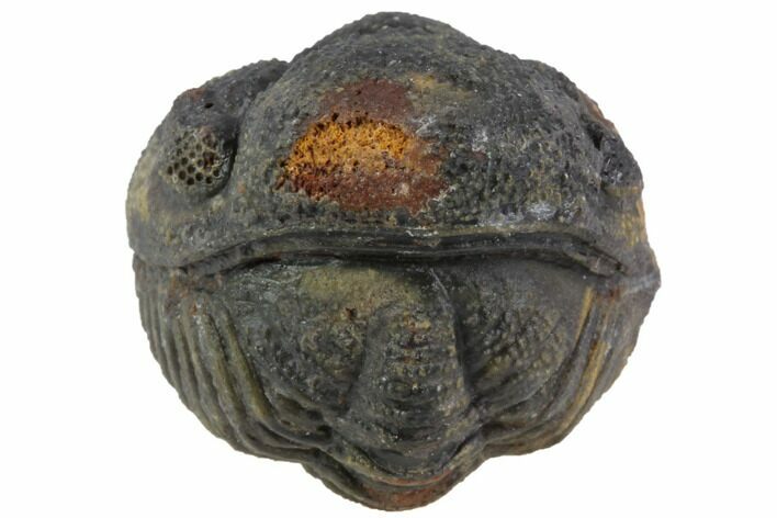 Bumpy Enrolled Morocops (Phacops) Trilobite #86422